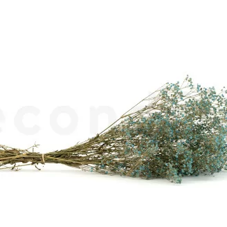 Preserved Gypsophila Blue