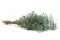 Konserviertes Schleierkraut Blau 7