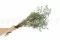 Gypsophile stabilis&eacute; Bleu 3