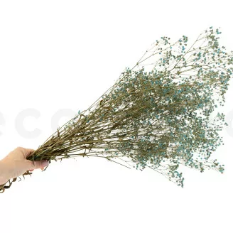 Preserved Gypsophila Blue
