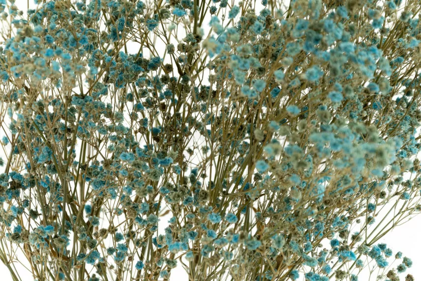 Preserved Gypsophila Blue