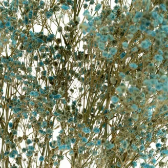 Gypsophile stabilis&eacute; Bleu