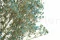 Preserved Gypsophila Blue 8