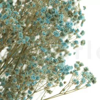 Preserved Gypsophila Blue