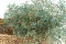 Preserved Gypsophila Blue 6