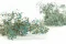 Preserved Gypsophila Blue 4