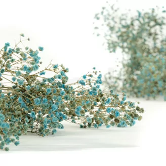Preserved Gypsophila Blue