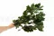 Ch&ecirc;ne stabilis&eacute; Vert 5