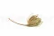 Dried Banksia Hookeriana Natural 10