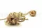 Banksia Hookeriana essiccato Naturale 8