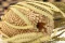 Banksia Hookeriana essiccato Naturale 2