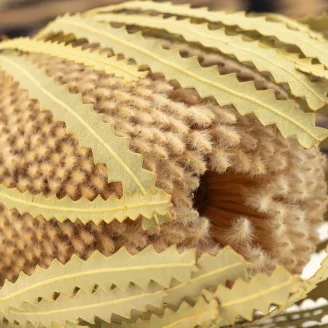 Dried Banksia Hookeriana Natural