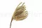 Banksia Hookeriana s&eacute;ch&eacute; Naturel 3