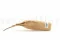 Banksia Hookeriana essiccato Naturale 9