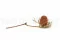 Banksia Hookeriana seco Vintage Rosa 6