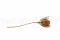 Getrocknete Banksia hookeriana Vintage Rosa 7