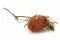 Dried Banksia Hookeriana Old Rose 8