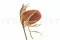 Banksia Hookeriana seco Vintage Rosa 10