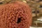 Banksia Hookeriana essiccato Rosa Vintage 2