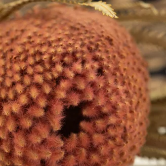 Banksia Hookeriana s&eacute;ch&eacute; Vieux Rose