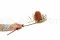 Dried Banksia Hookeriana Old Rose 5