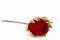 Dried Banksia Hookeriana Red 3
