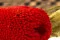 Banksia Hookeriana seco Rojo 2