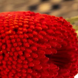 Banksia Hookeriana essiccato Rosso