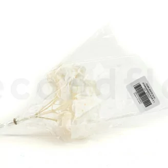 Preserved Hydrangea White