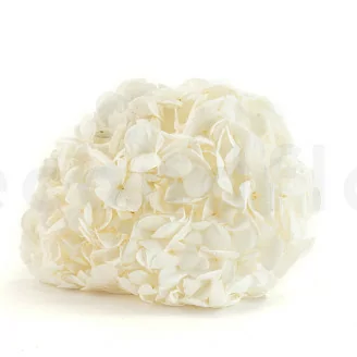Hortensia stabilis&eacute; Blanc