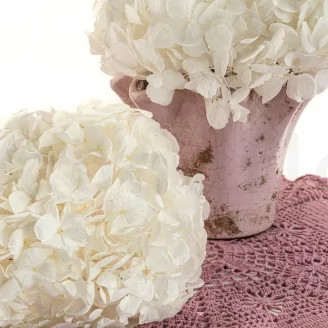 Hortensia preservada Blanco