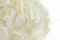 Hortensia preservada Blanco 3