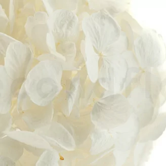 Preserved Hydrangea White