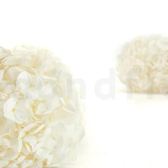 Hortensia stabilis&eacute; Blanc