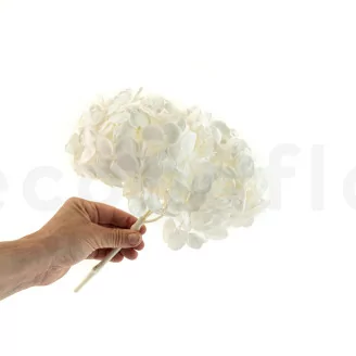 Hortensia stabilis&eacute; Blanc
