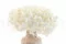 Hortensia stabilis&eacute; Blanc 8