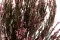Brezo preservado Rosa 6