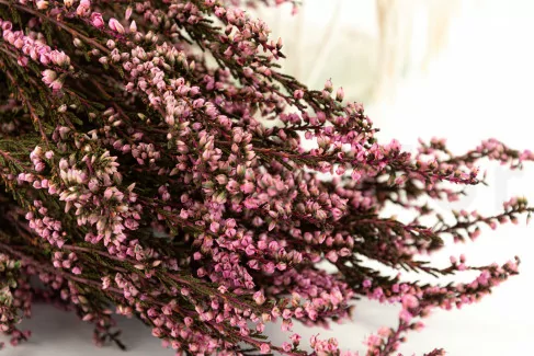Erica stabilizzata Rosa
