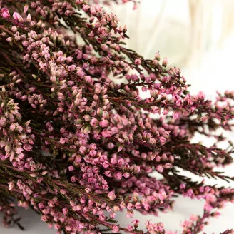 Bruy&egrave;re stabilis&eacute;e Rose