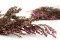 Preserved Heather Pink 4