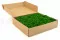 Liquen preservado Nature Green (Caja) 2