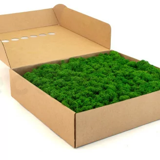 Liquen preservado Nature Green (Caja)
