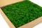 Lichene stabilizzato Nature Green (Scatola) 6
