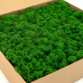 Preserved Reindeer Moss Nature Green (Box)