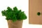 Lichene stabilizzato Nature Green (Scatola) 5