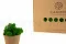 Liquen preservado Nature Green (Caja) 4