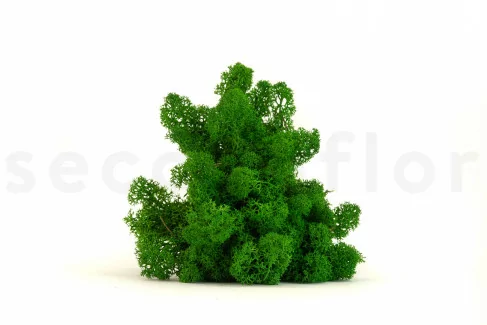Lichene stabilizzato Nature Green (Scatola)