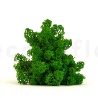 Konserviertes Islandmoos Nature Green (Box)