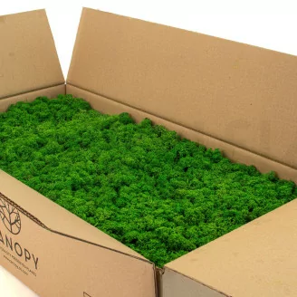 Lichene stabilizzato Nature Green (Cartone Sfuso)