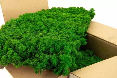 Liquen preservado Nature Green (Cart&oacute;n a granel)